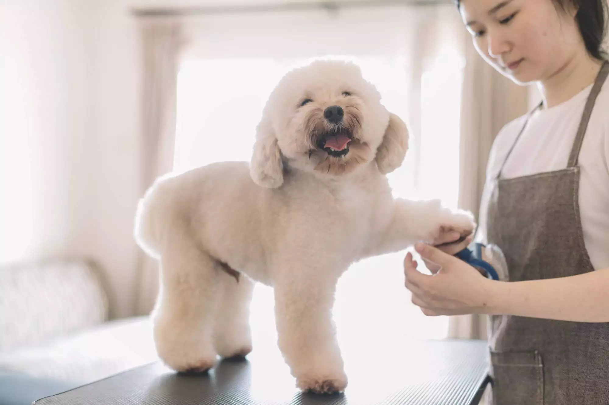 Pamper Your Pooch at Woof Gang Dog Grooming in Friendswood